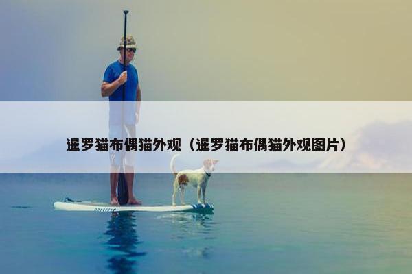 暹罗猫布偶猫外观（暹罗猫布偶猫外观图片）