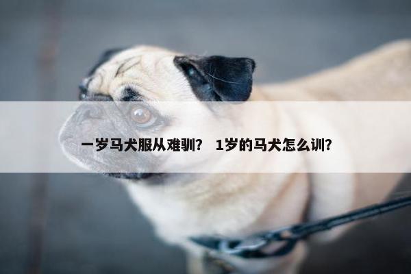 一岁马犬服从难驯? 1岁的马犬怎么训?