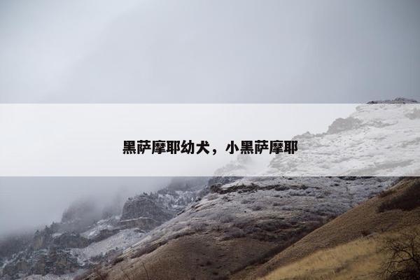 黑萨摩耶幼犬，小黑萨摩耶