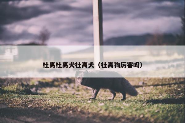 杜高杜高犬杜高犬（杜高狗厉害吗）
