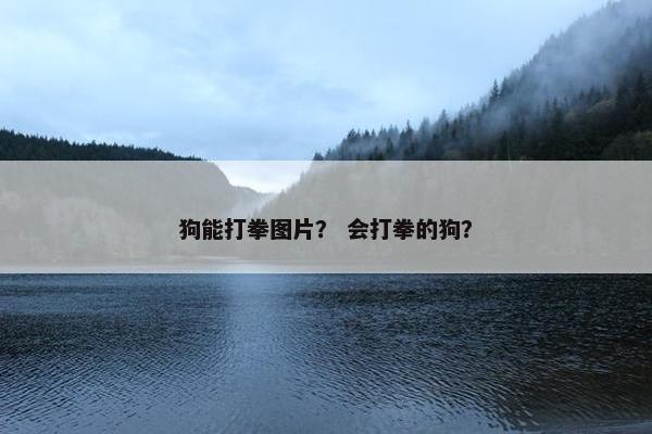 狗能打拳图片？ 会打拳的狗？