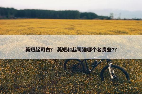 英短起司白？ 英短和起司猫哪个名贵些?？