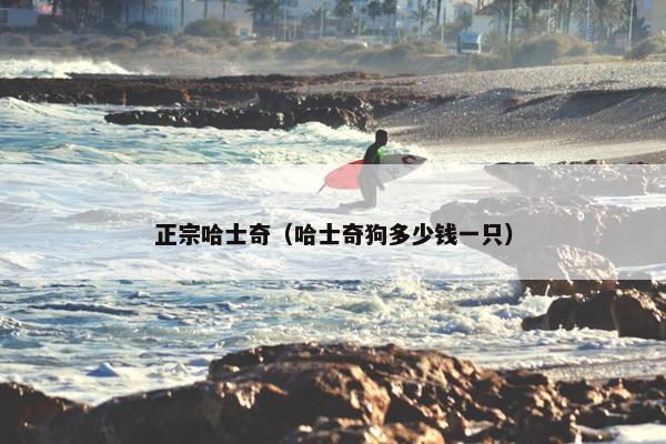 正宗哈士奇（哈士奇狗多少钱一只）