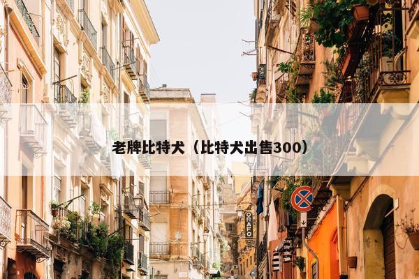 老牌比特犬（比特犬出售300）