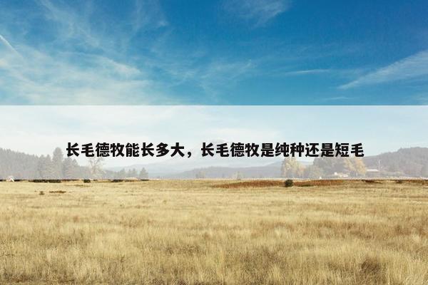 长毛德牧能长多大,长毛德牧是纯种还是短毛
