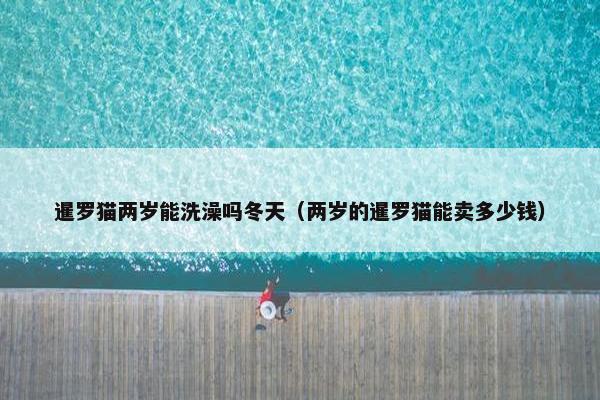 暹罗猫两岁能洗澡吗冬天(两岁的暹罗猫能卖多少钱)