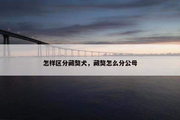 怎样区分藏獒犬,藏獒怎么分公母