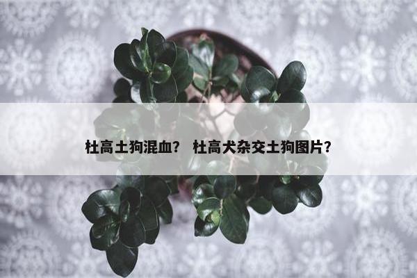 杜高土狗混血？ 杜高犬杂交土狗图片？