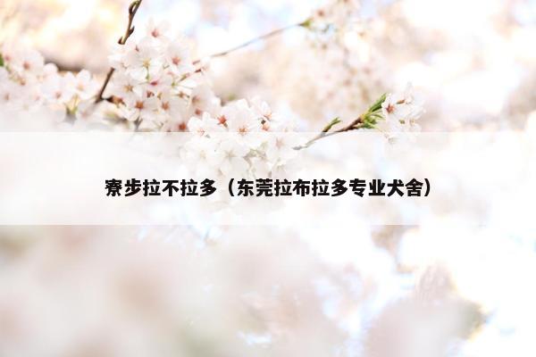 寮步拉不拉多（东莞拉布拉多专业犬舍）