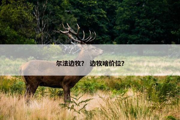 尔法边牧? 边牧啥价位?