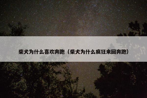 柴犬为什么喜欢奔跑(柴犬为什么疯狂来回奔跑)