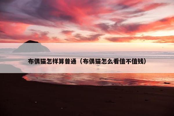 布偶猫怎样算普通（布偶猫怎么看值不值钱）