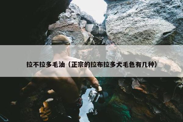 拉不拉多毛油（正宗的拉布拉多犬毛色有几种）