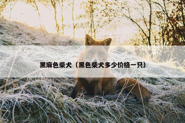 黑麻色柴犬（黑色柴犬多少价格一只）