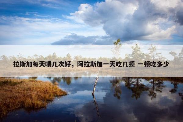 拉斯加每天喂几次好，阿拉斯加一天吃几顿 一顿吃多少