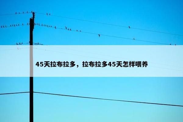 45天拉布拉多，拉布拉多45天怎样喂养