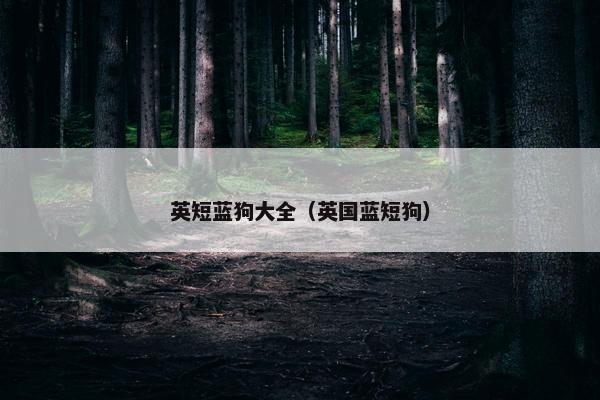 英短蓝狗大全（英国蓝短狗）