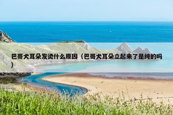 巴哥犬耳朵发烫什么原因（巴哥犬耳朵立起来了是纯的吗）