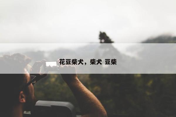 花豆柴犬,柴犬 豆柴