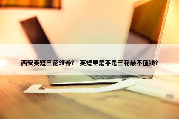 西安英短三花领养? 英短里是不是三花最不值钱?