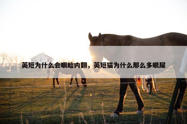 英短为什么会眼睑内翻，英短猫为什么那么多眼屎