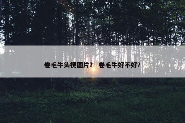 卷毛牛头梗图片？ 卷毛牛好不好？