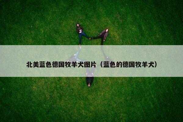 北美蓝色德国牧羊犬图片(蓝色的德国牧羊犬)