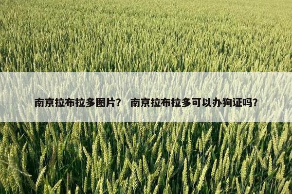 南京拉布拉多图片? 南京拉布拉多可以办狗证吗?