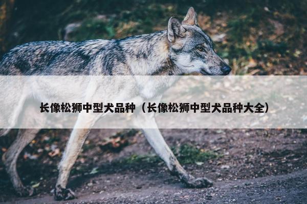 长像松狮中型犬品种（长像松狮中型犬品种大全）