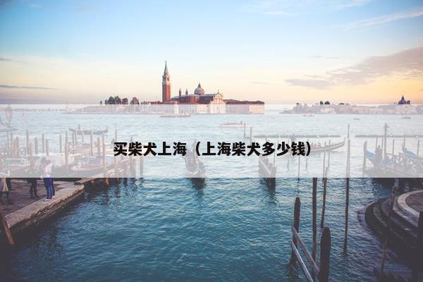 买柴犬上海（上海柴犬多少钱）