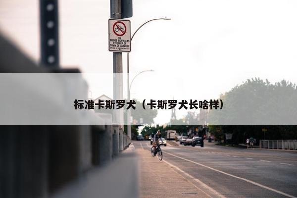 标准卡斯罗犬（卡斯罗犬长啥样）