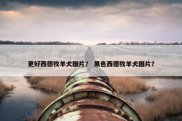 更好西德牧羊犬图片? 黑色西德牧羊犬图片?