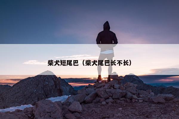 柴犬短尾巴（柴犬尾巴长不长）