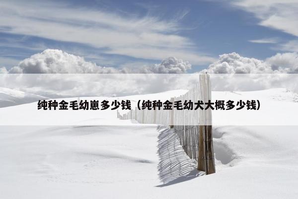 纯种金毛幼崽多少钱(纯种金毛幼犬大概多少钱)