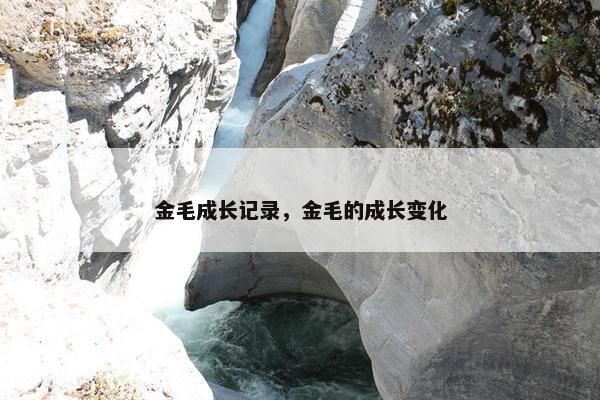 金毛成长记录，金毛的成长变化