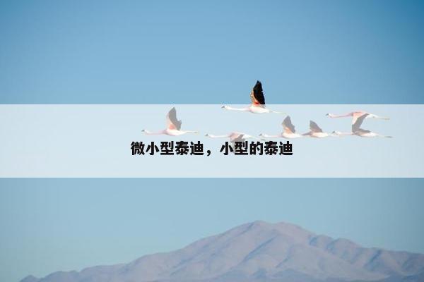 微小型泰迪，小型的泰迪