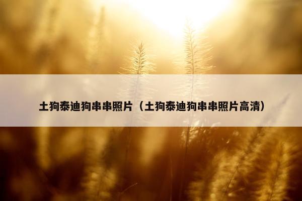 土狗泰迪狗串串照片(土狗泰迪狗串串照片高清)