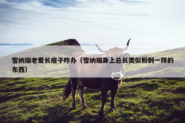 雪纳瑞老爱长痘子咋办（雪纳瑞身上总长类似粉刺一样的东西）