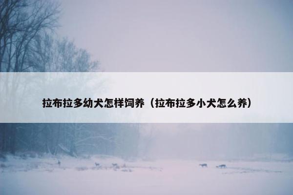 拉布拉多幼犬怎样饲养（拉布拉多小犬怎么养）
