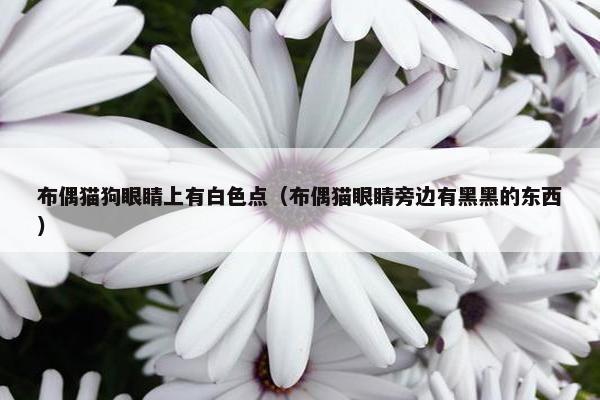 布偶猫狗眼睛上有白色点（布偶猫眼睛旁边有黑黑的东西）