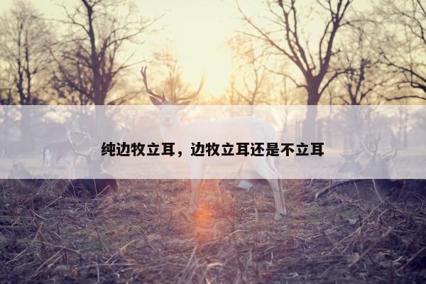 纯边牧立耳,边牧立耳还是不立耳