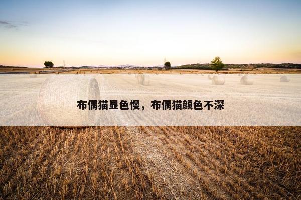 布偶猫显色慢，布偶猫颜色不深