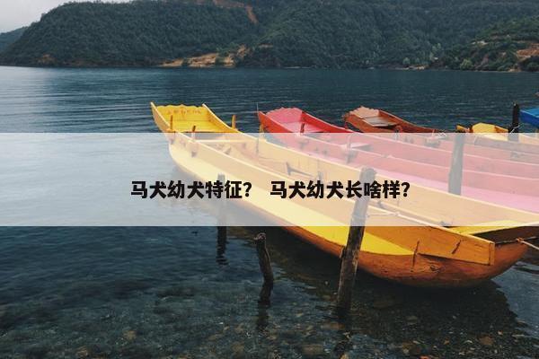 马犬幼犬特征？ 马犬幼犬长啥样？