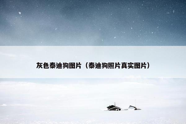 灰色泰迪狗图片（泰迪狗照片真实图片）