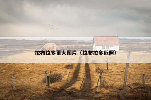 拉布拉多更大图片(拉布拉多近照)