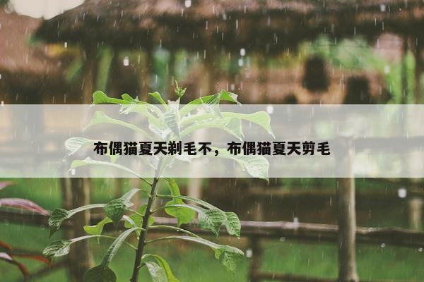 布偶猫夏天剃毛不，布偶猫夏天剪毛