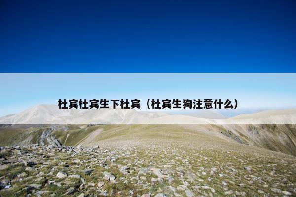 杜宾杜宾生下杜宾（杜宾生狗注意什么）