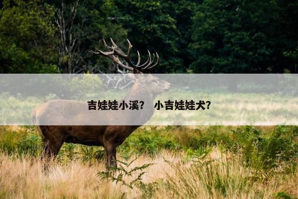 吉娃娃小溪? 小吉娃娃犬?