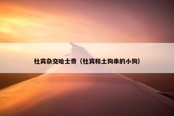 杜宾杂交哈士奇（杜宾和土狗串的小狗）