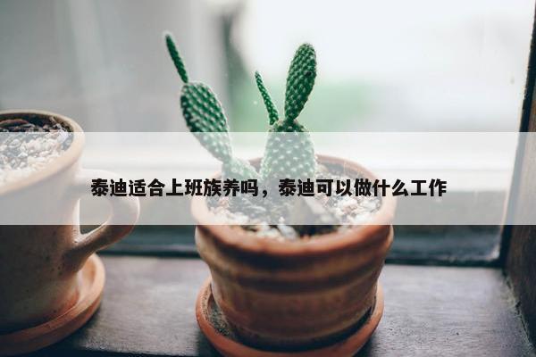 泰迪适合上班族养吗,泰迪可以做什么工作